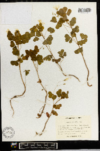 Oxalis grandis image