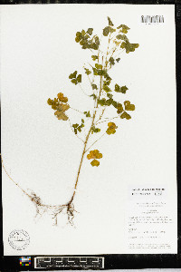 Oxalis grandis image