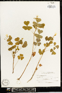 Oxalis grandis image