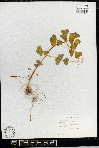 Oxalis grandis image