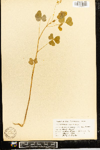 Oxalis grandis image