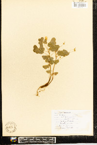 Oxalis grandis image