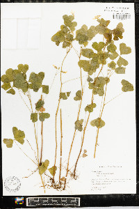 Oxalis grandis image