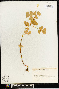 Oxalis grandis image