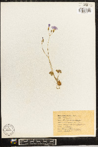 Oxalis violacea image