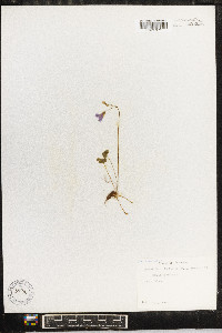 Oxalis violacea image