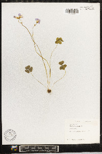 Oxalis violacea image