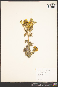 Argemone gracilenta image