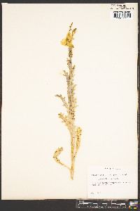 Argemone gracilenta image