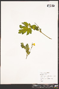 Chelidonium majus image