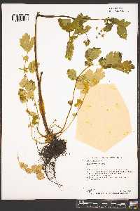 Chelidonium majus image