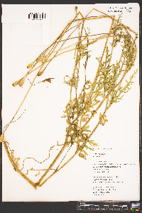 Papaver dubium image