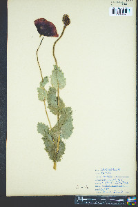 Papaver rhoeas image