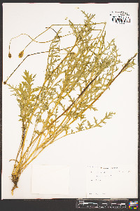 Papaver dubium image