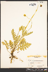Papaver dubium image