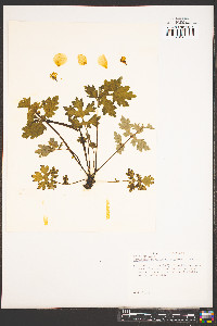 Stylophorum diphyllum image
