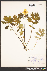 Stylophorum diphyllum image
