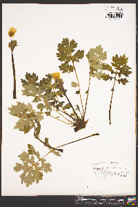 Stylophorum diphyllum image