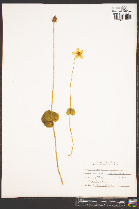 Parnassia asarifolia image