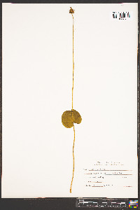 Parnassia asarifolia image
