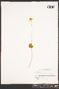 Parnassia asarifolia image