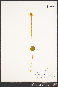 Parnassia asarifolia image