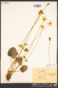 Parnassia grandifolia image