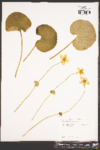 Parnassia asarifolia image
