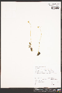 Parnassia palustris var. palustris image