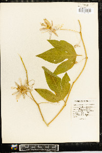 Passiflora incarnata image