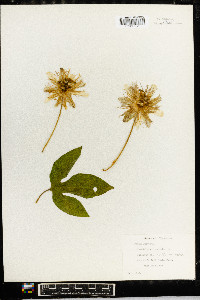 Passiflora incarnata image