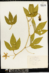 Passiflora incarnata image