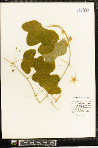 Passiflora lutea image