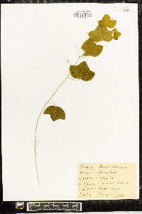 Passiflora lutea image