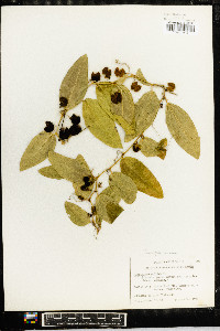 Passiflora suberosa image