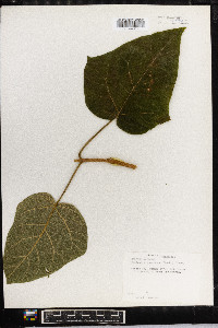 Paulownia tomentosa image