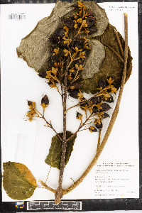 Paulownia tomentosa image