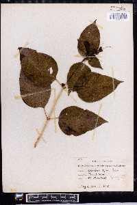 Chelone lyonii image