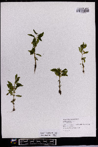 Gratiola neglecta image