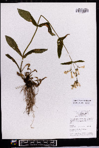 Penstemon pallidus image