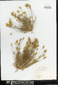 Plantago ovata image