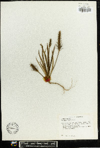 Plantago patagonica image