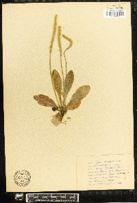 Plantago rhodosperma image