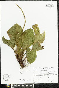 Plantago rugelii image