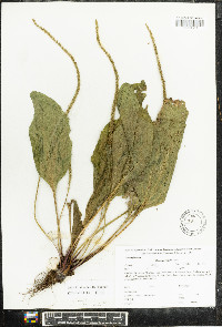 Plantago rugelii image