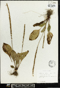 Plantago rugelii image