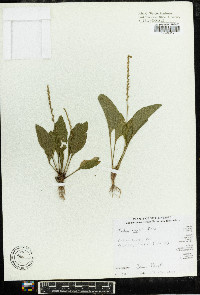 Plantago rugelii image