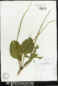 Plantago rugelii image