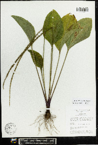 Plantago rugelii image