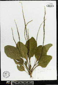 Plantago rugelii image